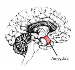 diagram of brain with amygdala