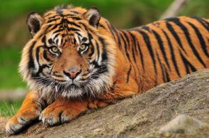 Sumatran crouching tiger